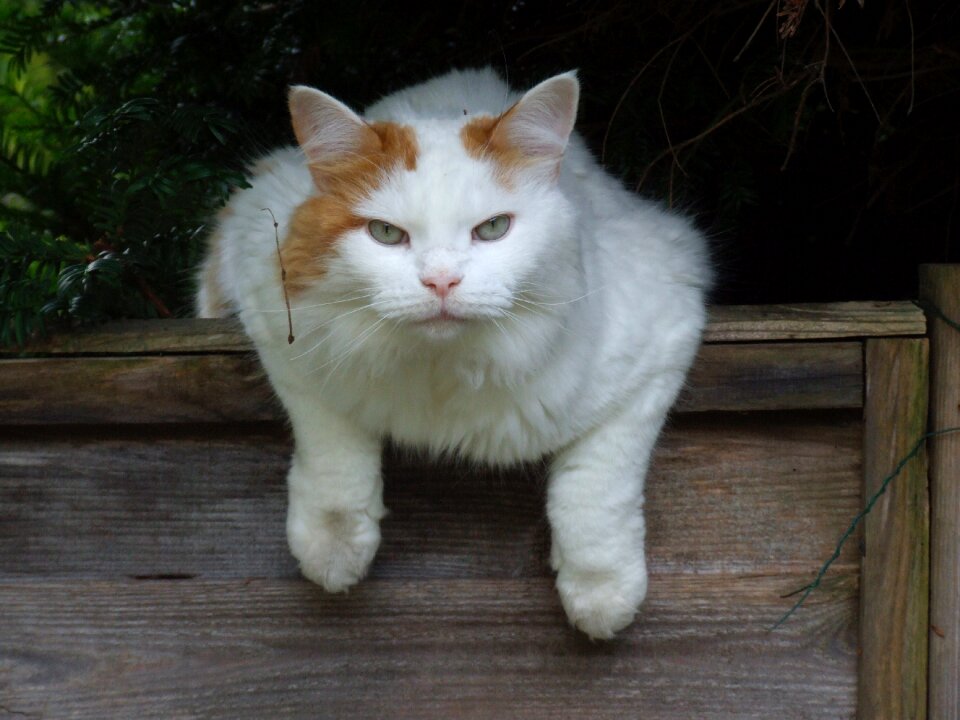 Feline pet cute
