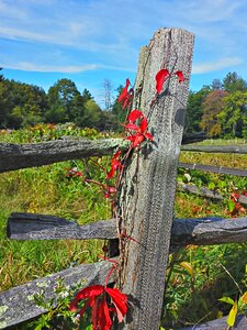 Autumn fall foliage