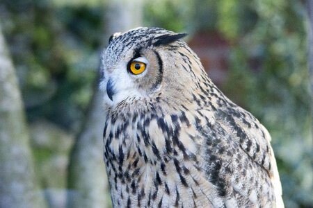 Bird nature predator photo