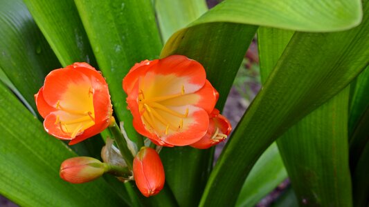Bloom orange flower bracts photo