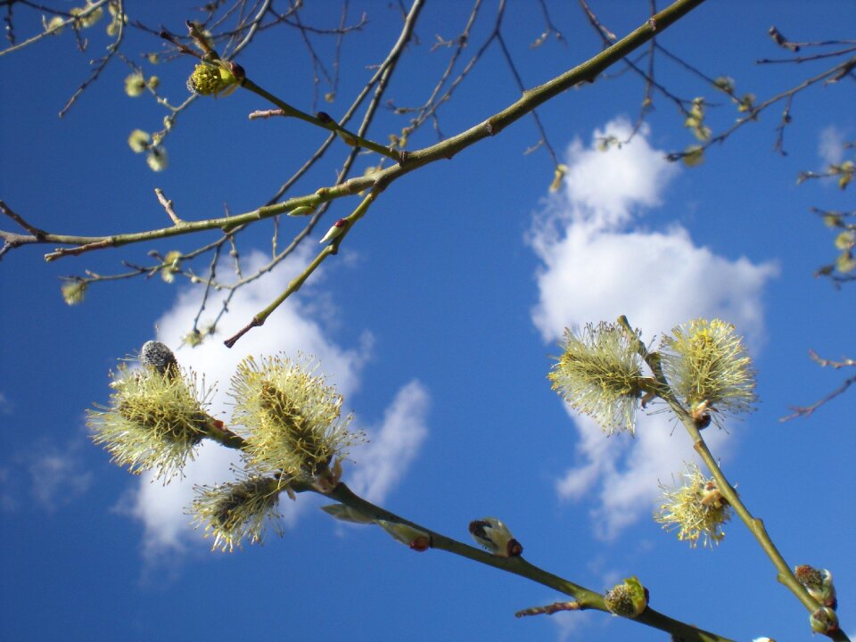 Clouds flowers interesting clouds colored willow