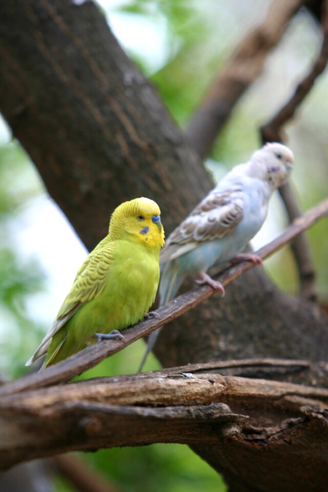 Feathers bird parrots