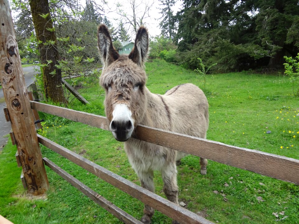 Mule domestic buddy the mule