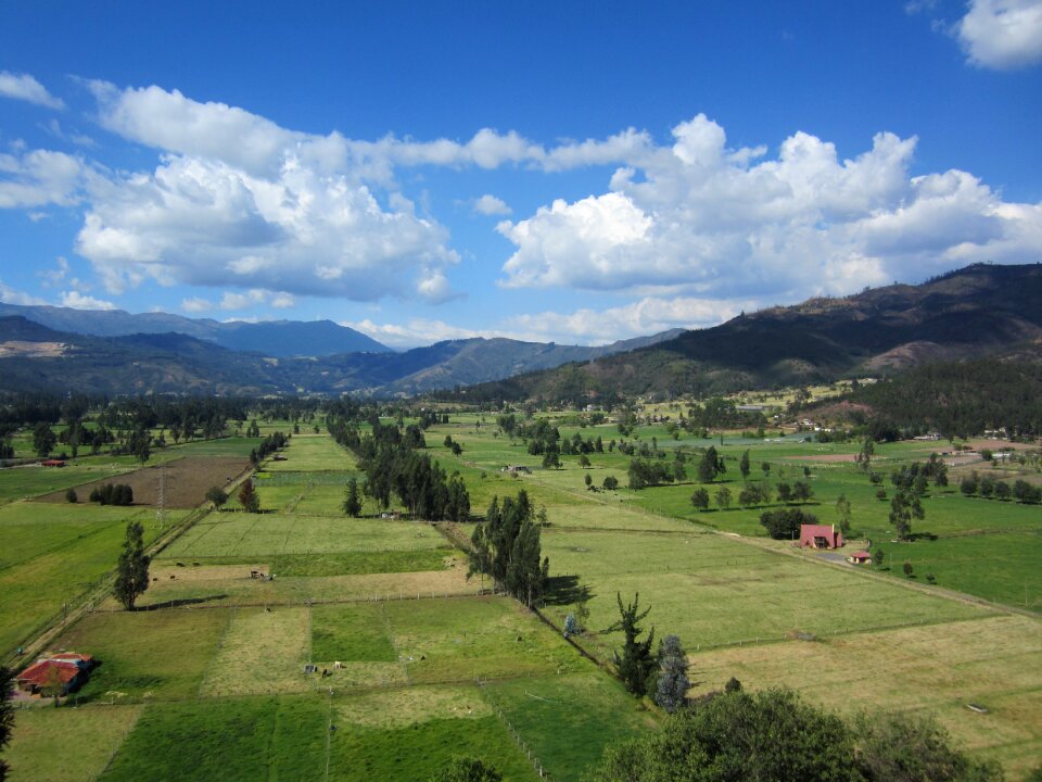 Prado grass cultivation