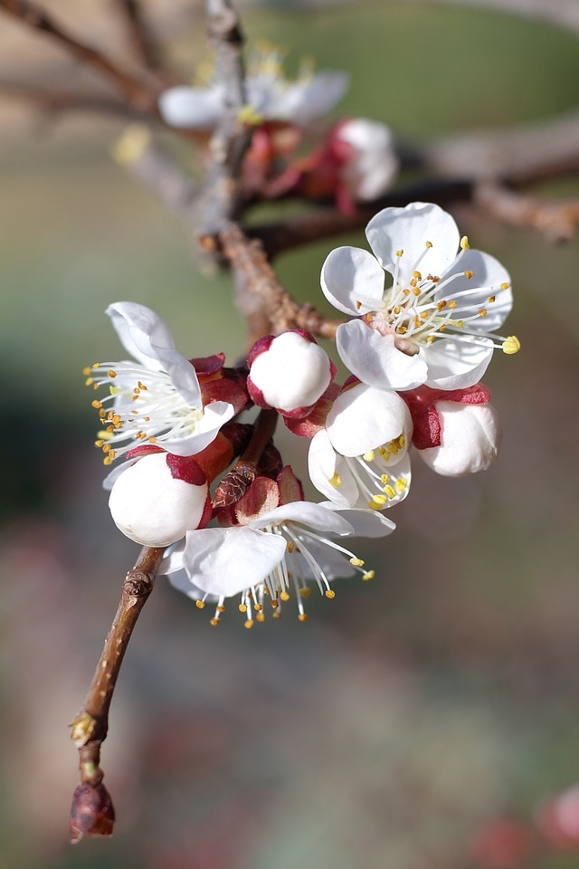 Blossom bloom white blossom photo