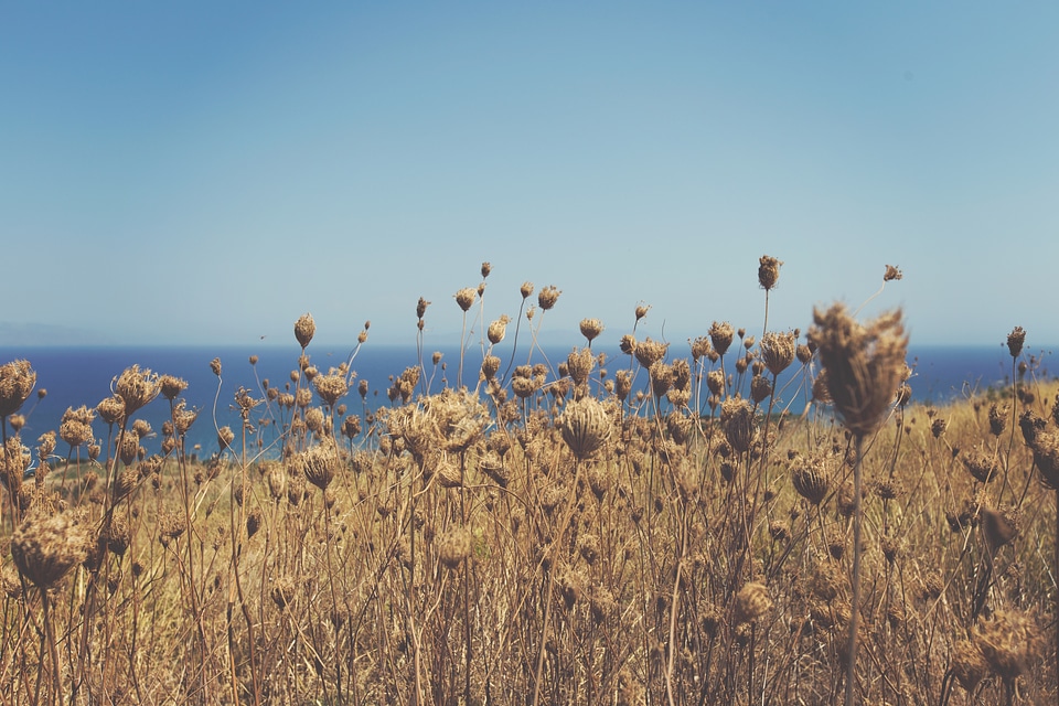 Field fry autumn