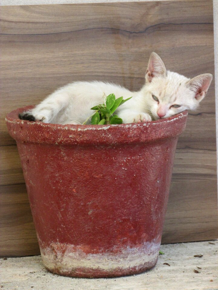 Kitten vase animal