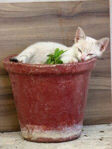Kitten vase animal photo