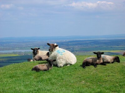 Sussex england grass photo