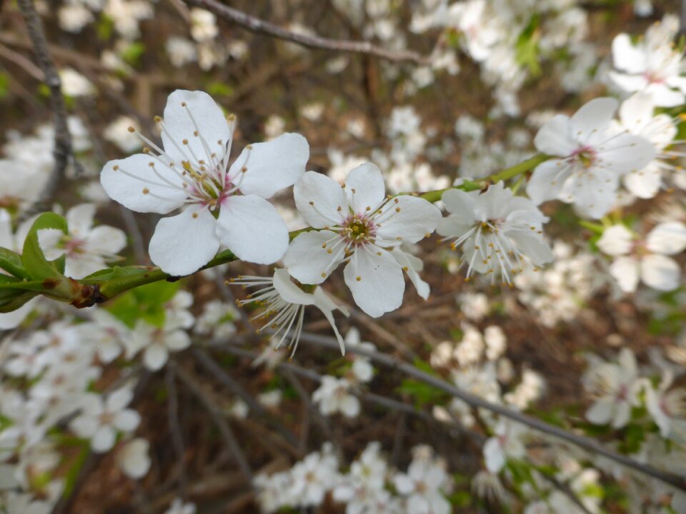 Nature plant closeup