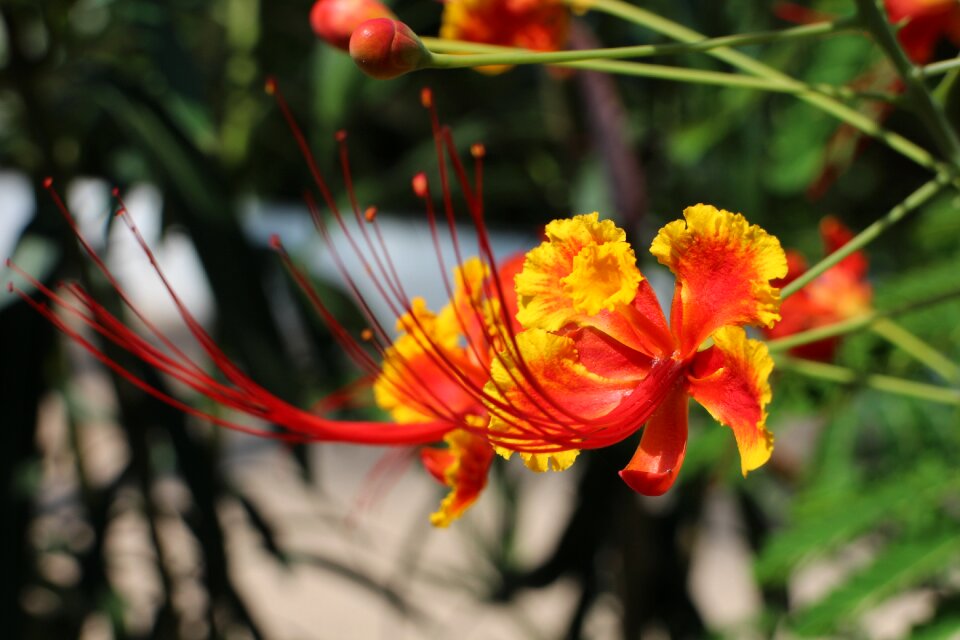 Colorful exotic red