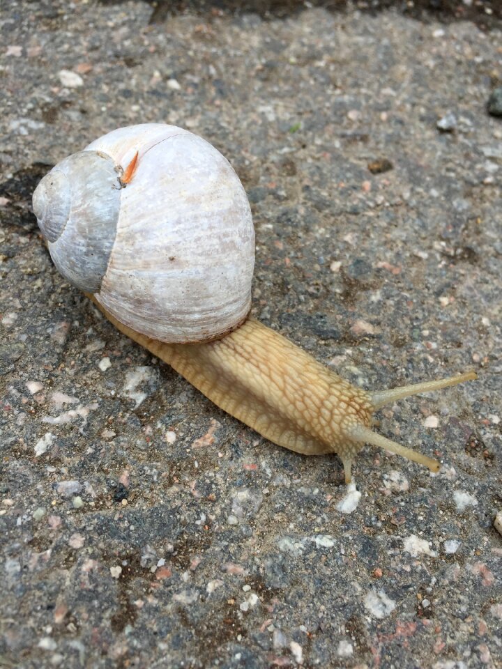 Persistent stylommatophora hermaphrodite