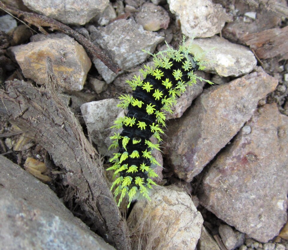 Worm colorful butterfly