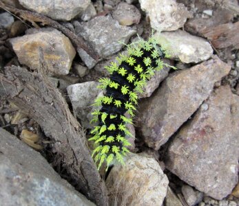 Worm colorful butterfly