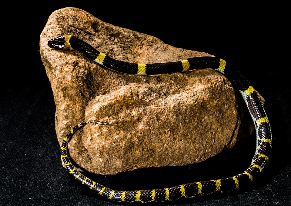 Black yellow non toxic reptile