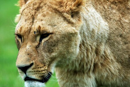 Lion predator animal