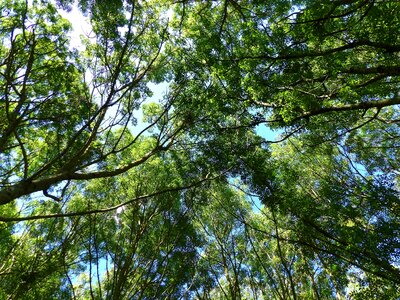 Trunk uplight forest