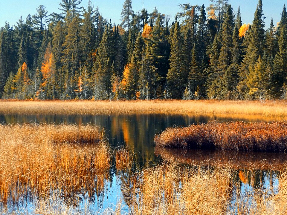 Nature outdoor golden