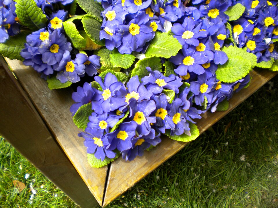 Cineraria hangzhou prince bay