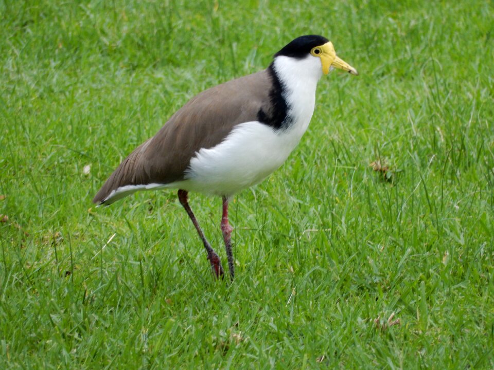 Wildlife nature migratory