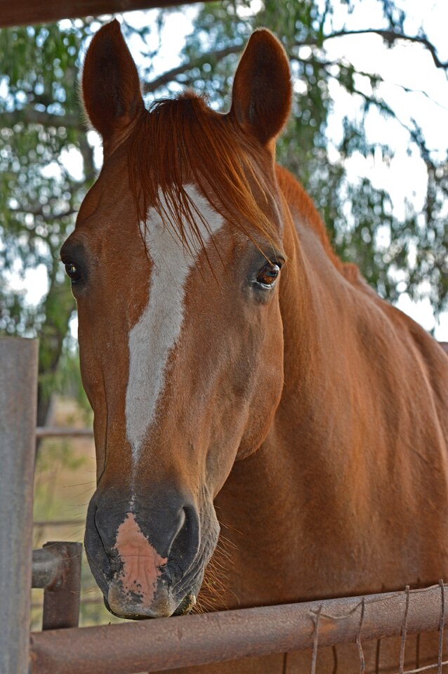 Horse head farm