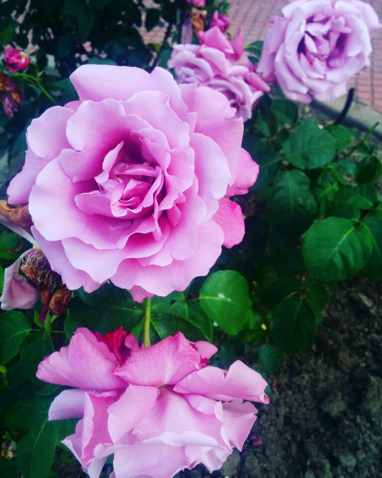 Petals flowers roses