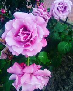 Petals flowers roses