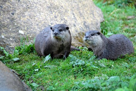 Pair wildlife nature