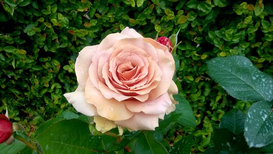 Flowers rose pink flower photo