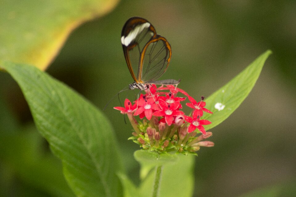 Insect glass butterfly