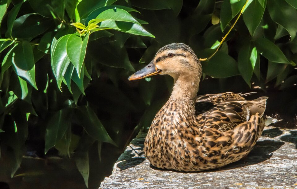 Feathers wild duck wall