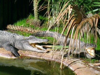 Reptile danger