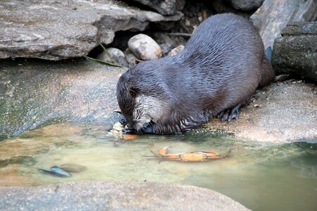 Wildlife animal cute