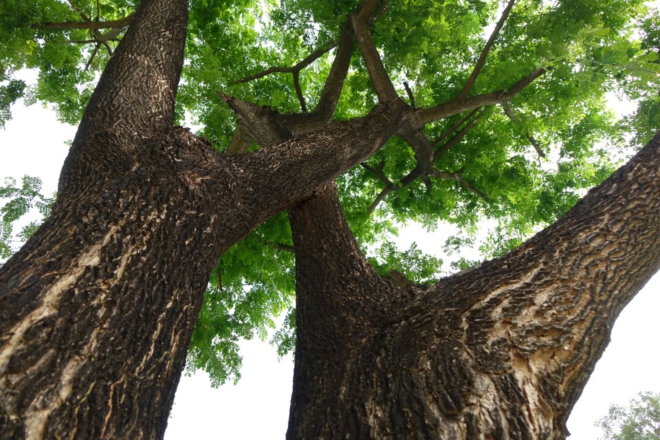Green trunk look up