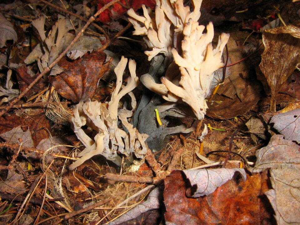 Fungus leaves