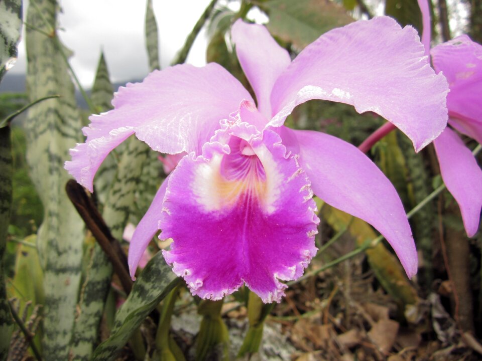 Orquidea catleya orchids fuchsia