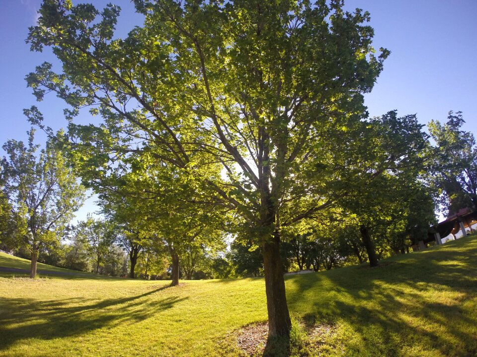 Park sunshine