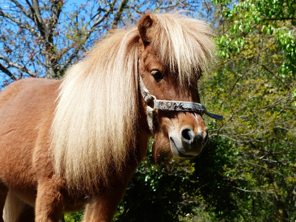 Animal fur wuschelig