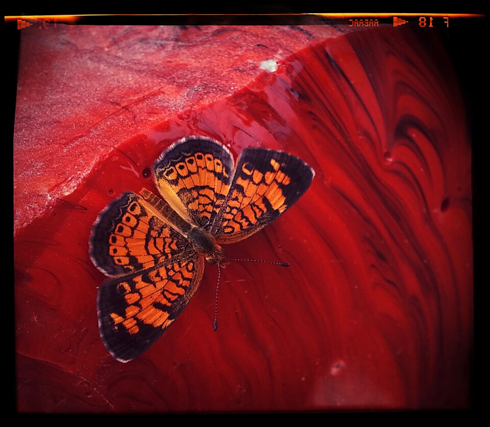 Arkansas glass scrap orange