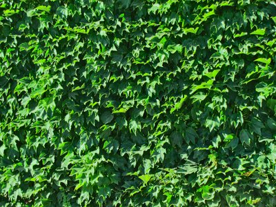 Green wall flora