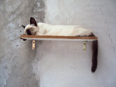 Kitten lazy pet animal