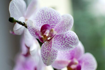 Orchid flower orchidea photo