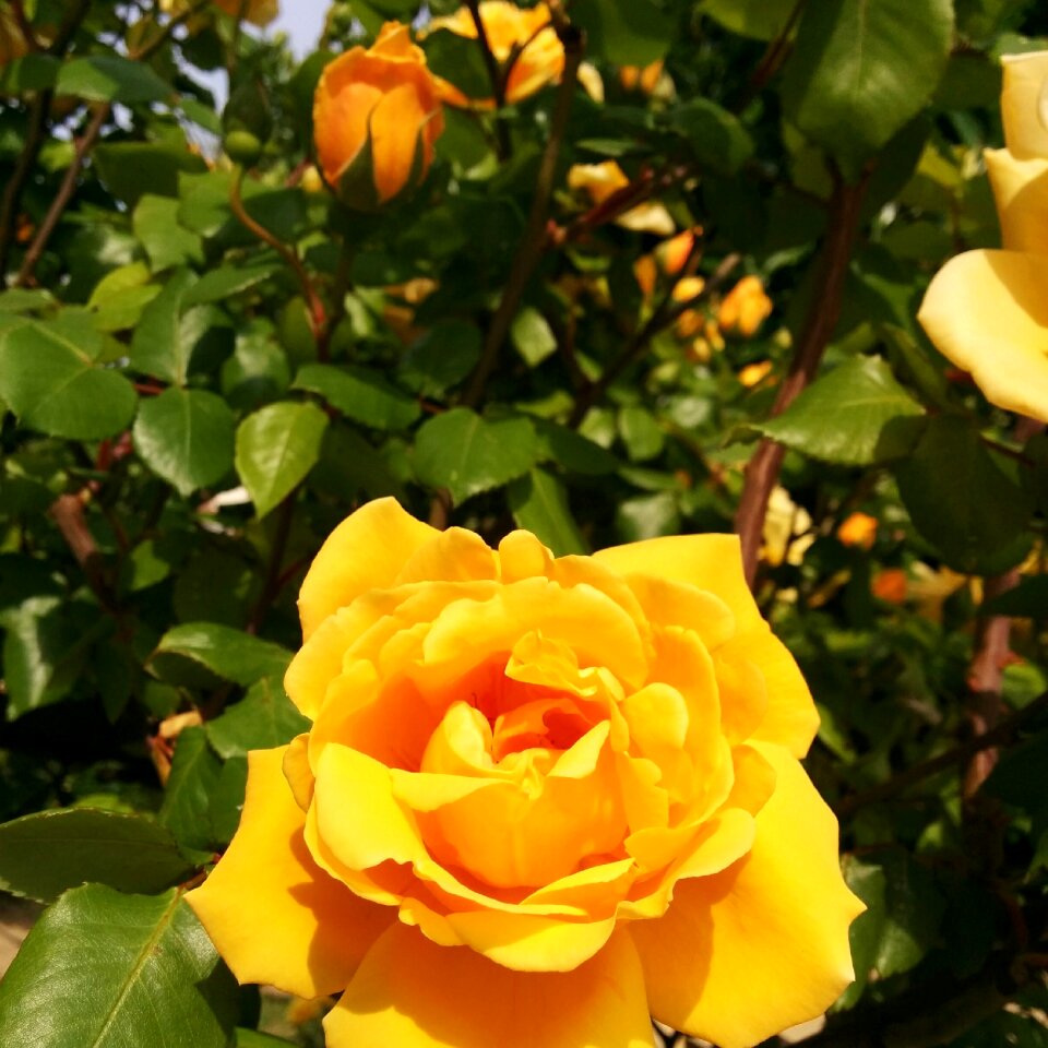 Flower garden nature