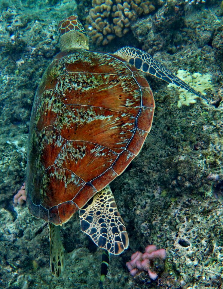 Wildlife great barrier reef