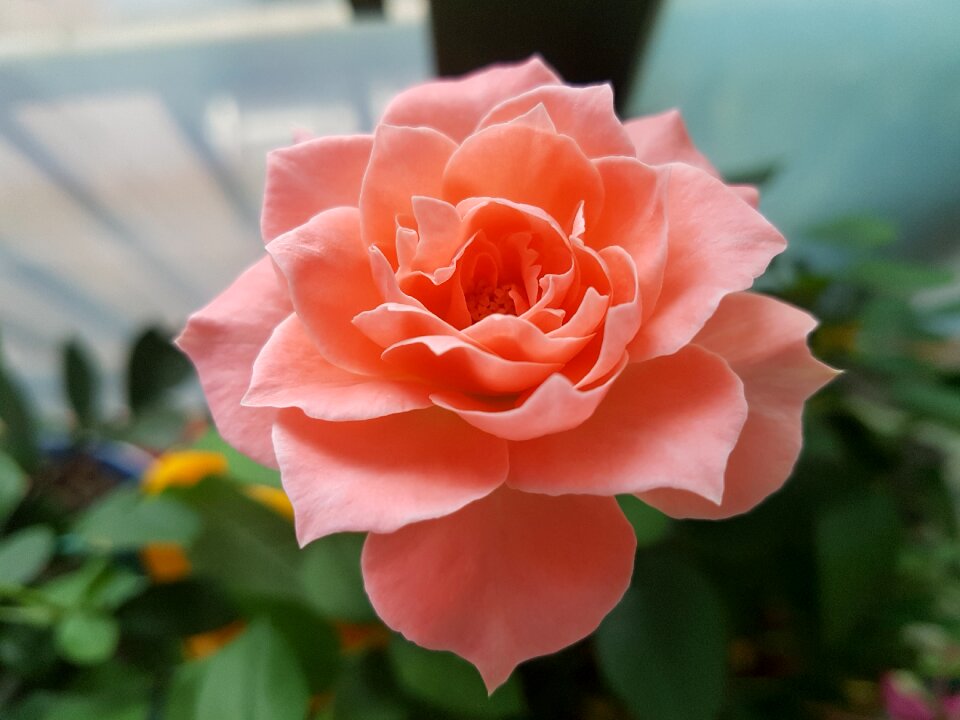 Beautiful potted plant pink
