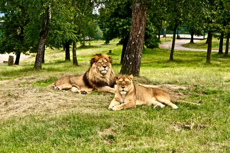 Nature wild animal world