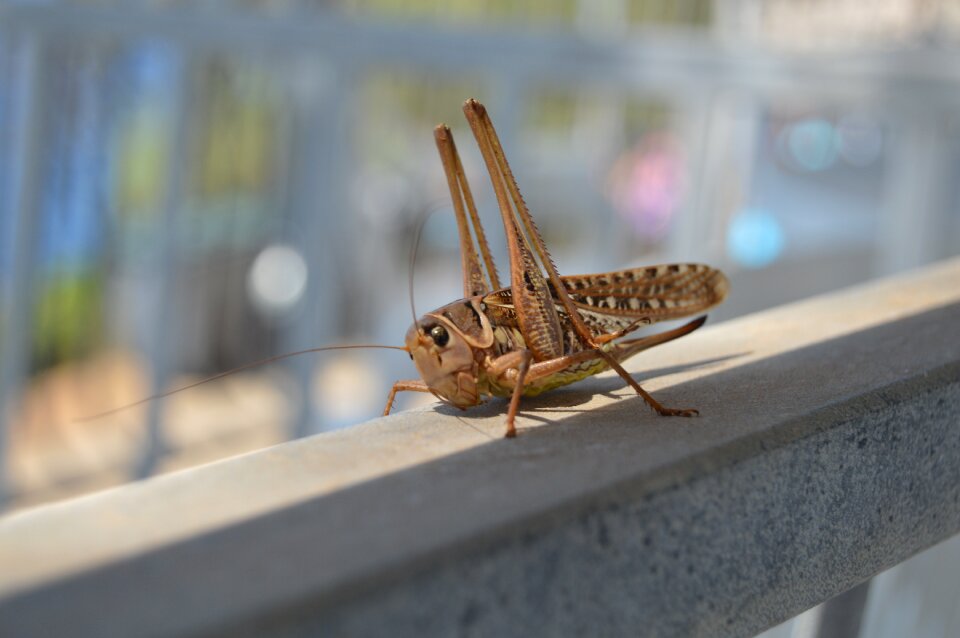 Caelifera gryllidae insect