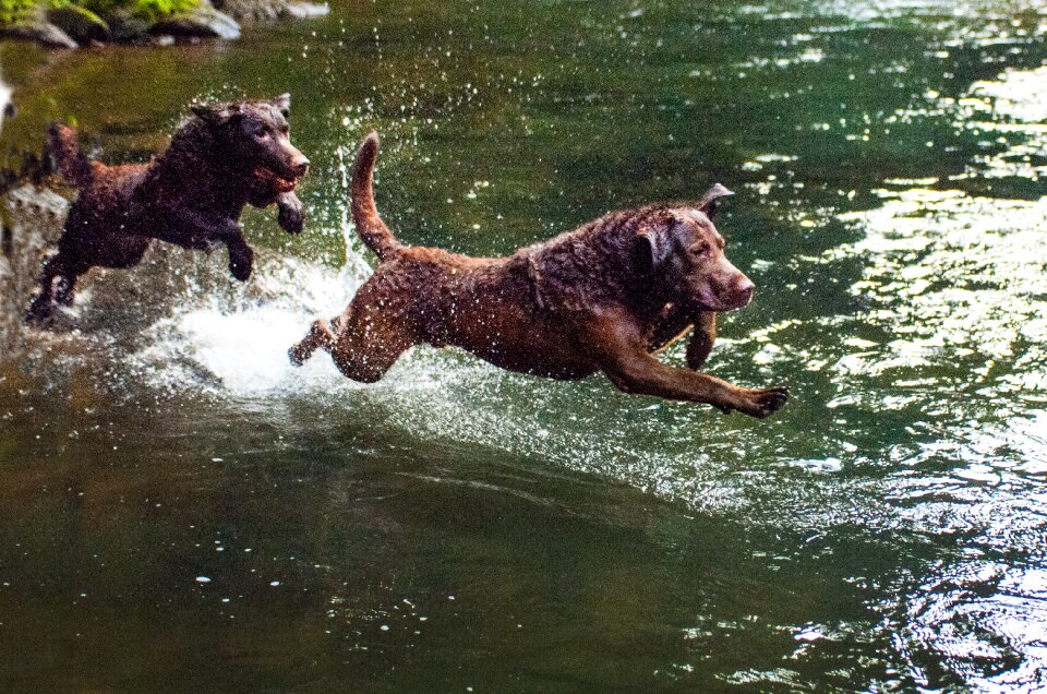 Water chesapeake bay retriever