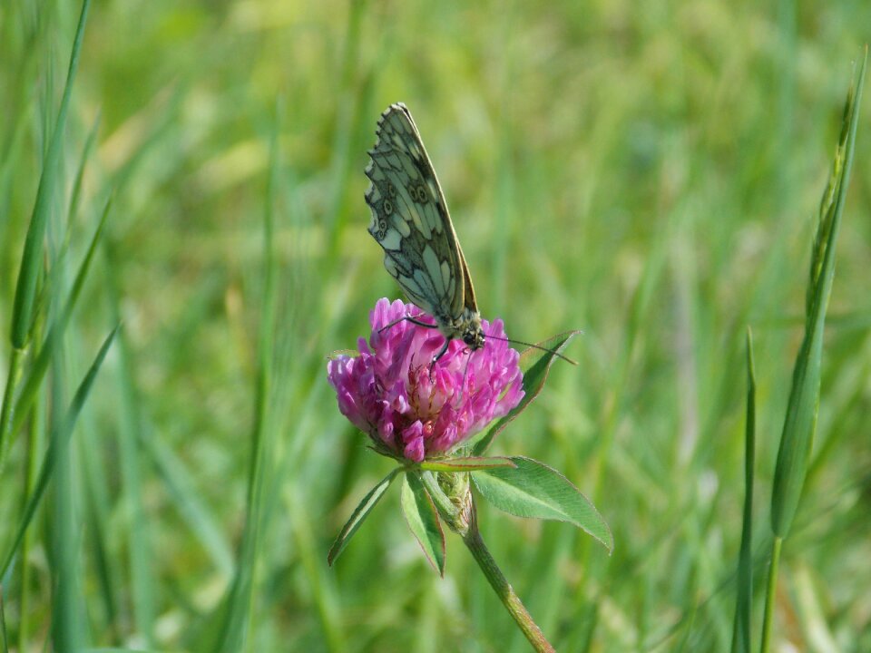 Wings insecta green