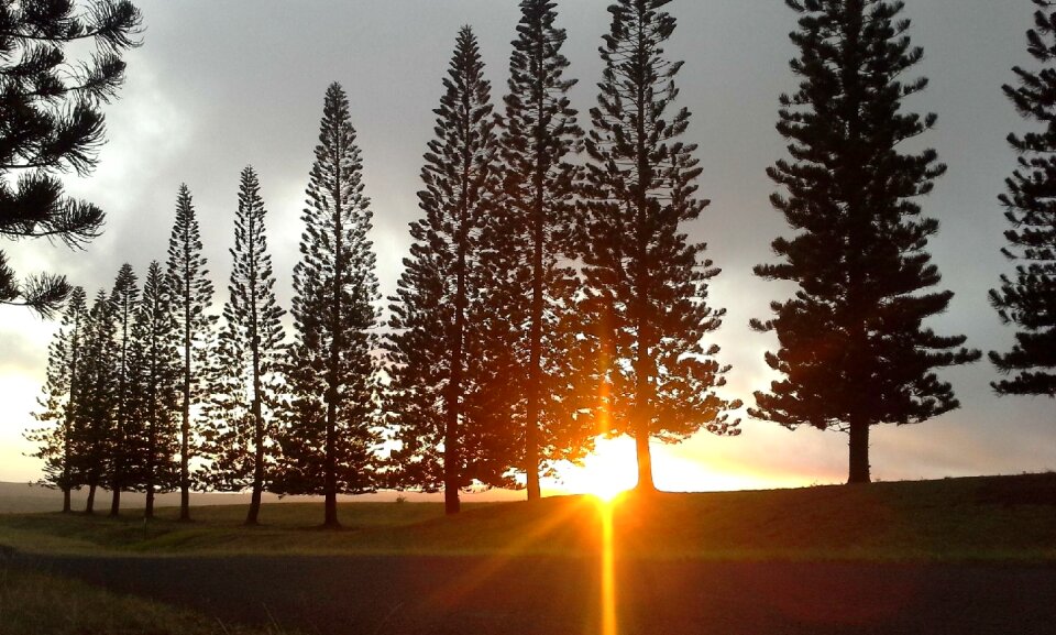Sunset evening trees